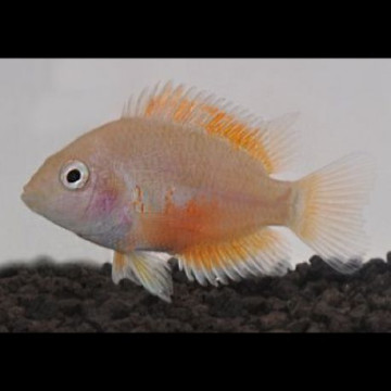 Cichlasoma Nigrofasciatum gold 6-7cm