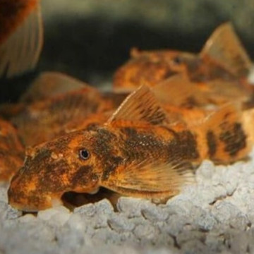 Hypostomus Plecostomus - ruitenreiniger 5-7cm