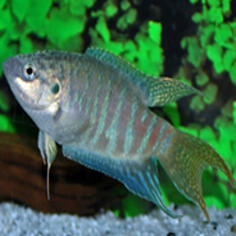 Colisa Trichogaster Labiosa koppel 4-5cm 