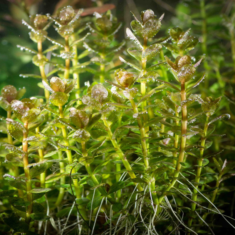Rotala indica bonzaï 