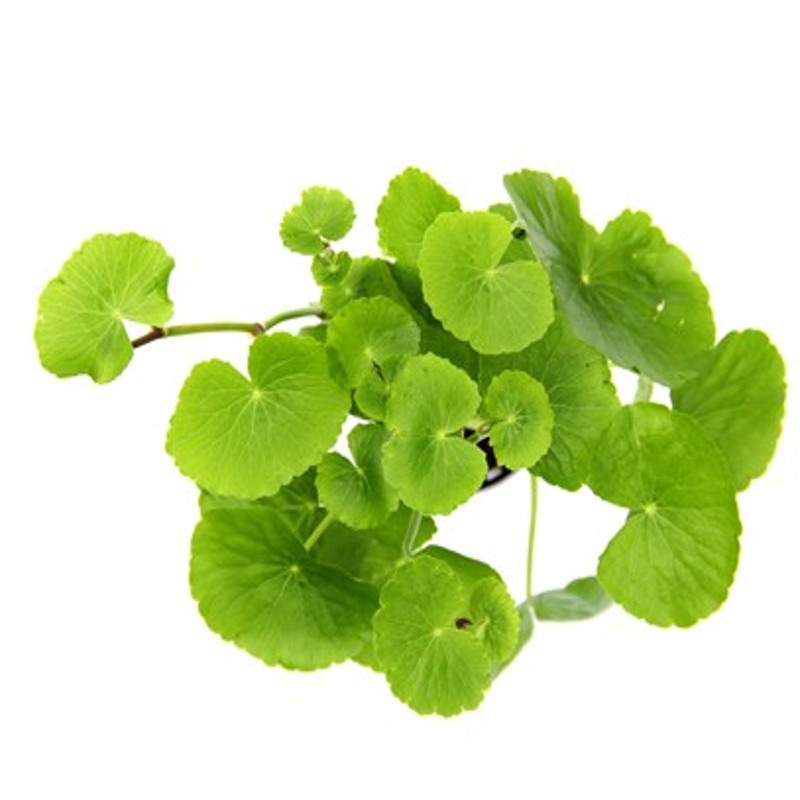 Hydrocotyl leucocephola