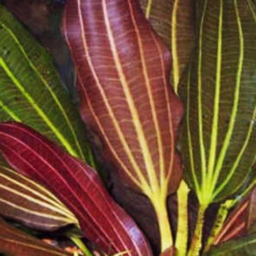 Echinodorus Parviflorus