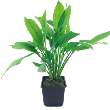 Echinodorus Bleheri pied mère