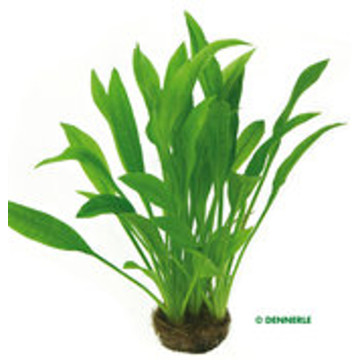 Echinodorus Amazonicus pied mère