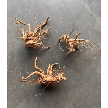 Raçine Nano Spider Wood par pièce  9,95 €