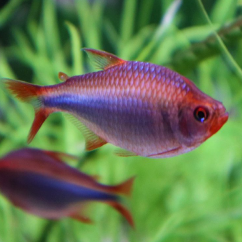 Hyphessobrycon Wadaï ZELDZAAM