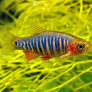 Rasbora Erythromycon-Rasbora Zebre