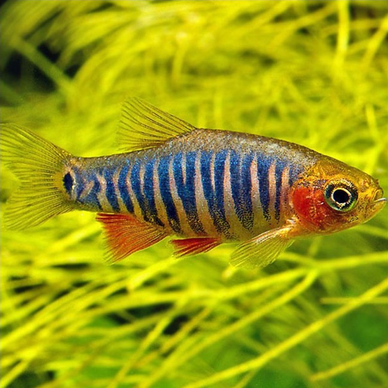 Danio-Rasbora erythromicron (rasbora tigrés)