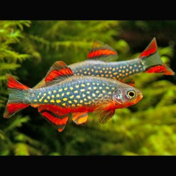 Microrasbora galaxy-Celectichthys Margaritatus