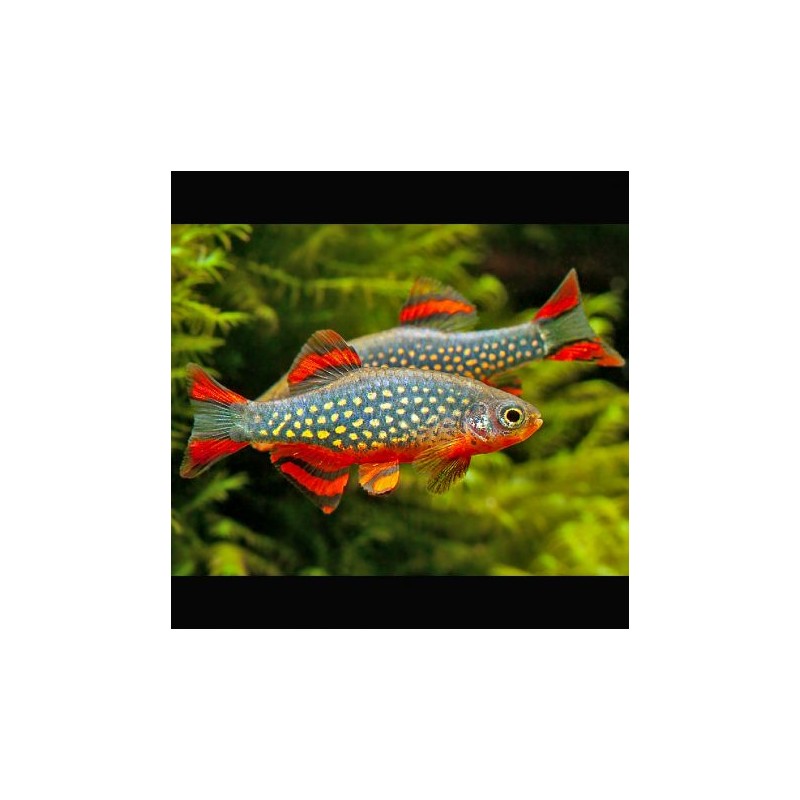 Microrasbora galaxy-Celectichthys Margaritatus