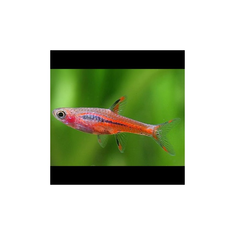 Boraras brigittae Boraras brigittae