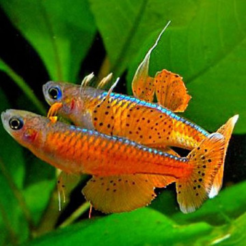 Pseudomugil Luminatus-Paskai