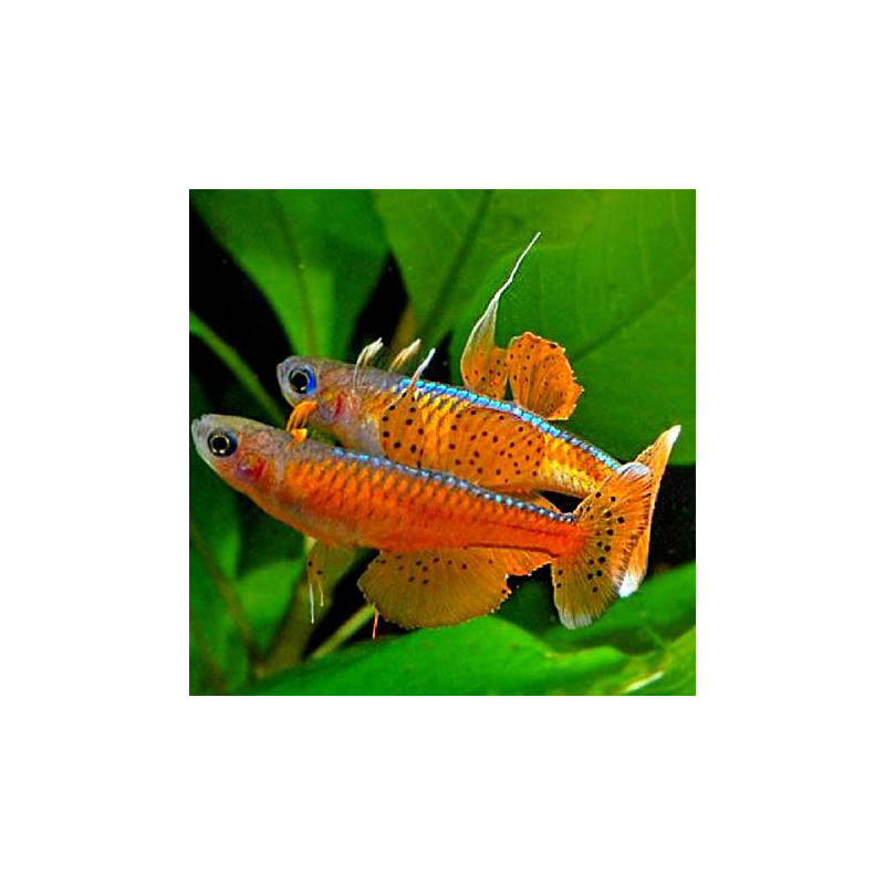 Pseudomugil Luminatus-Paskai