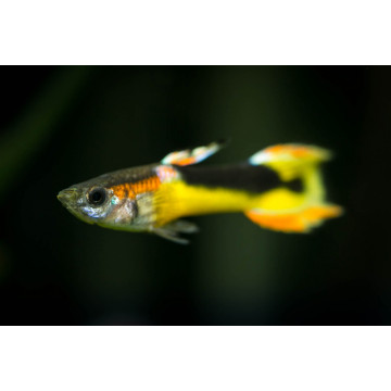 Callochromis Macrops lot de 2