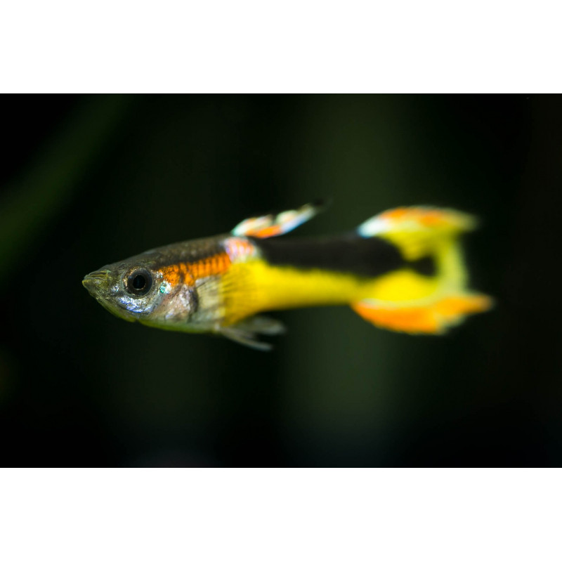 Callochromis Macrops lot de 2