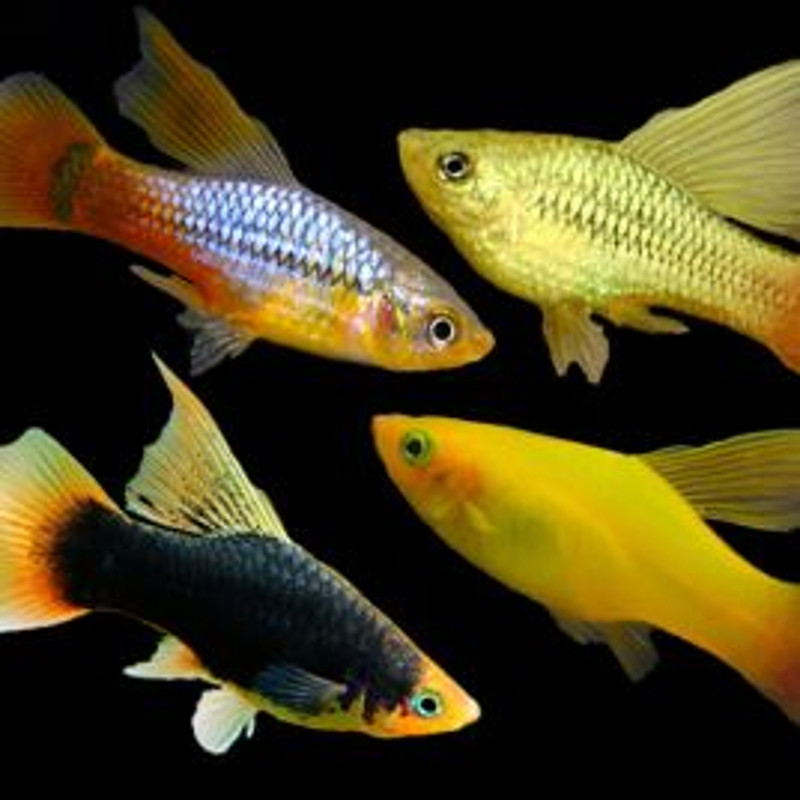 Xiphophorus maculatus Platy mix voilés