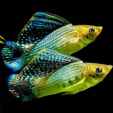 Poecilia shenops Molly Velifera groen koppel 6-7cm