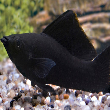 Soles d'eau douces lot de 4 (Trinectes maculatus) 18,00 €