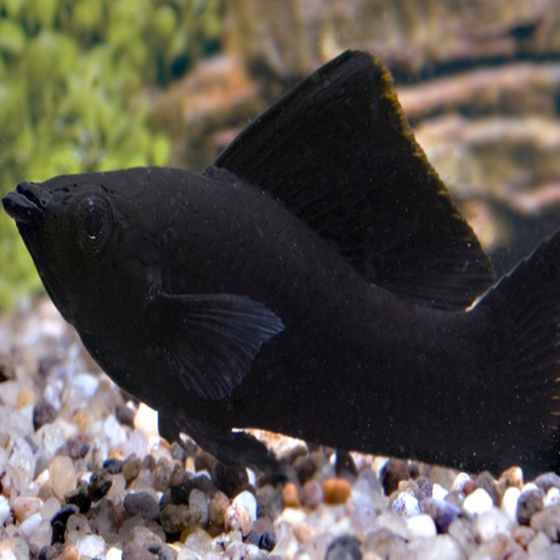 Soles d'eau douces lot de 4 (Trinectes maculatus) 18,00 € Soles d'eau douces lot de 4 (Trinectes maculatus) 18,00 €