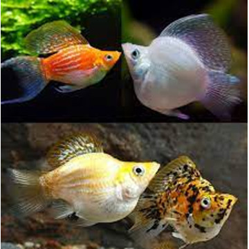 Poecilia Sphenops Molly Velifera ballons assortiment Lyres 4-5cm