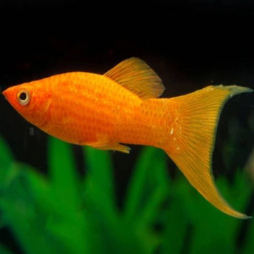 Poecilia shenops molly oranje Lyre