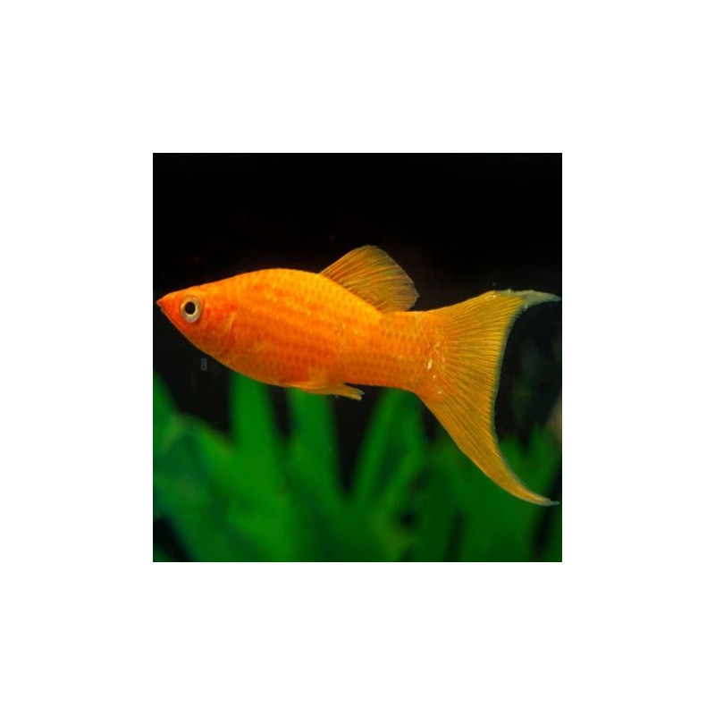 Poecilia shenops molly oranje Lyre
