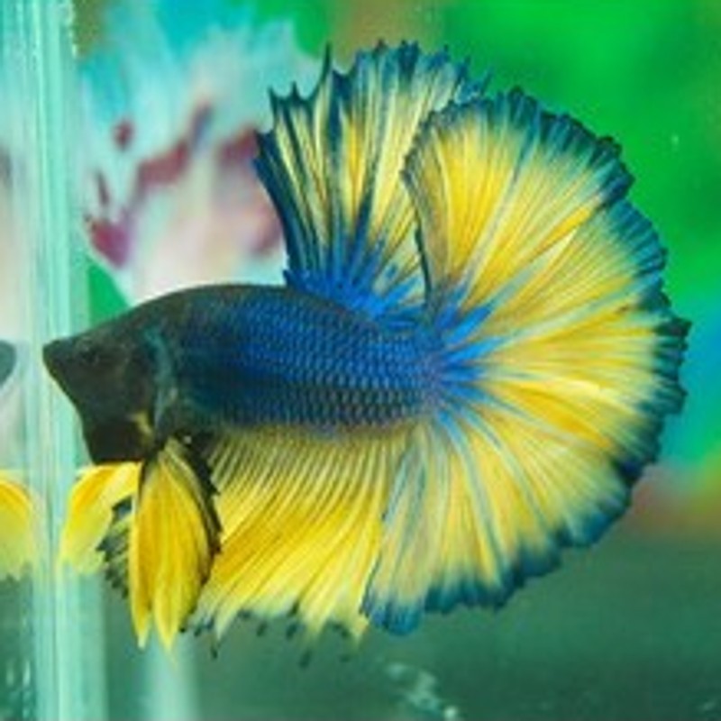 Betta mannelijk Halfmoon mosterd (Kleurpatronen kan variëren)