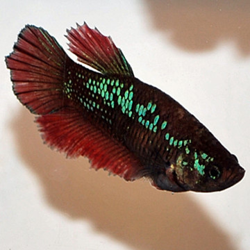 Betta splendens vrouwtje