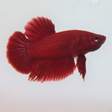 Couple betta halfmoon super rouge