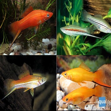 Xipho Xiphophorus helleri Tuxedos 4-5cm