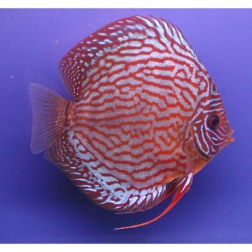 Rode turquoise discus Stendker Duitse fokkerij 5 cm