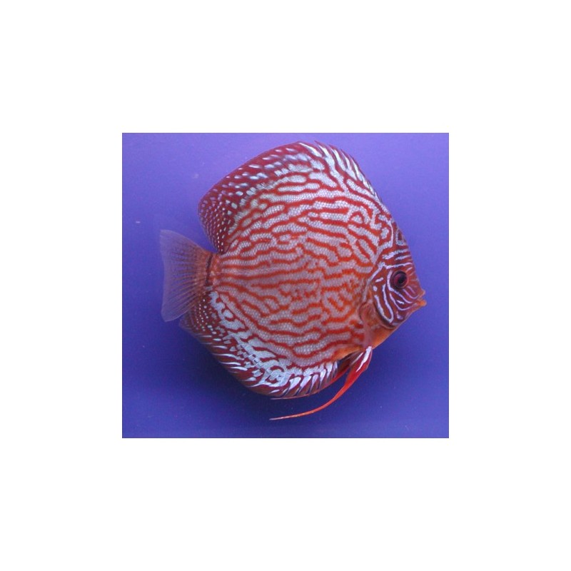 Rode turquoise discus Stendker Duitse fokkerij 5 cm