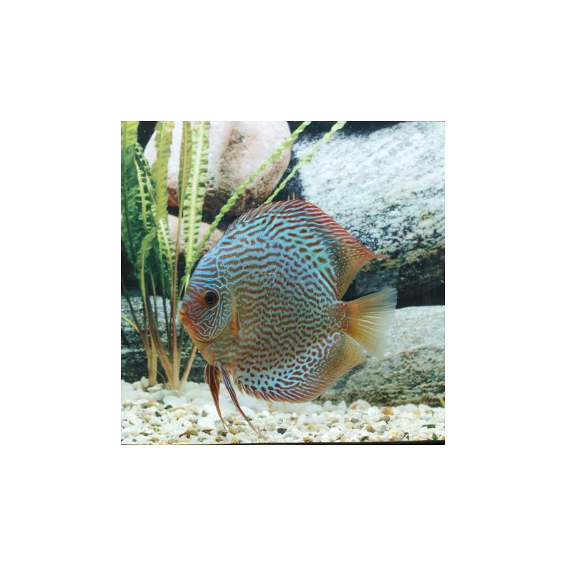 Discus Snake Skin bleus elevage Allemand 10 cm