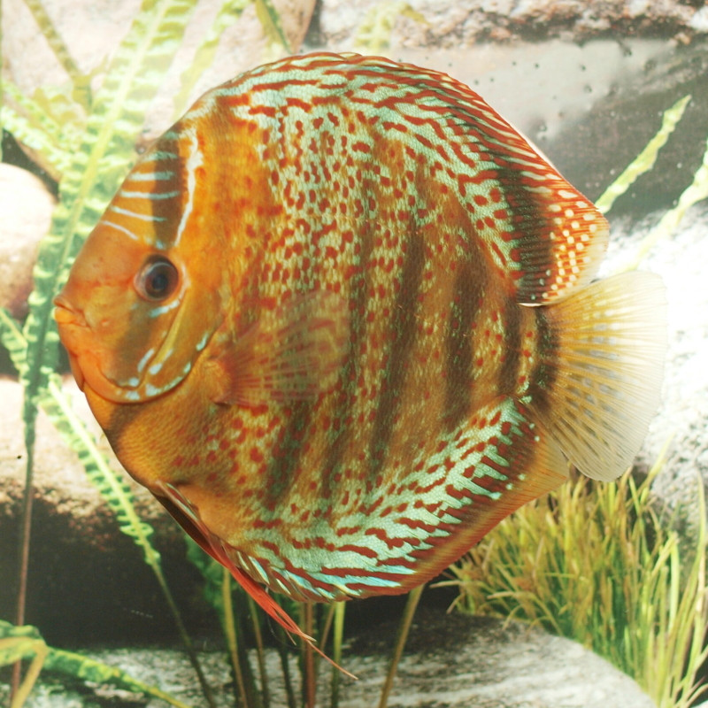 Discus Téfé Stendker 10 cm