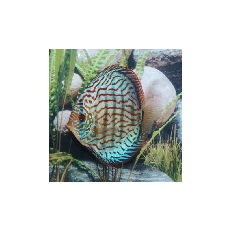 Discus Turquoise Brillant / Flash 6.5 cm le lot de 2 Discus Turquoise Brillant / Flash 6.5 cm le lot de 2