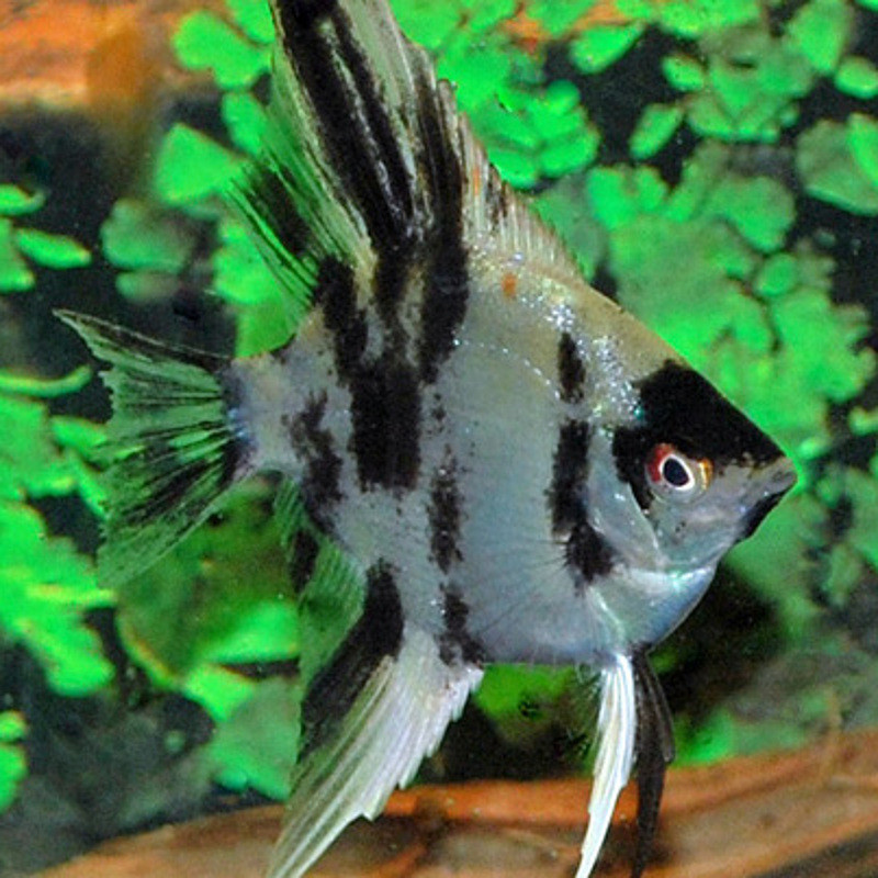 Pterophyllum scalare dalmatiens 4-5cm