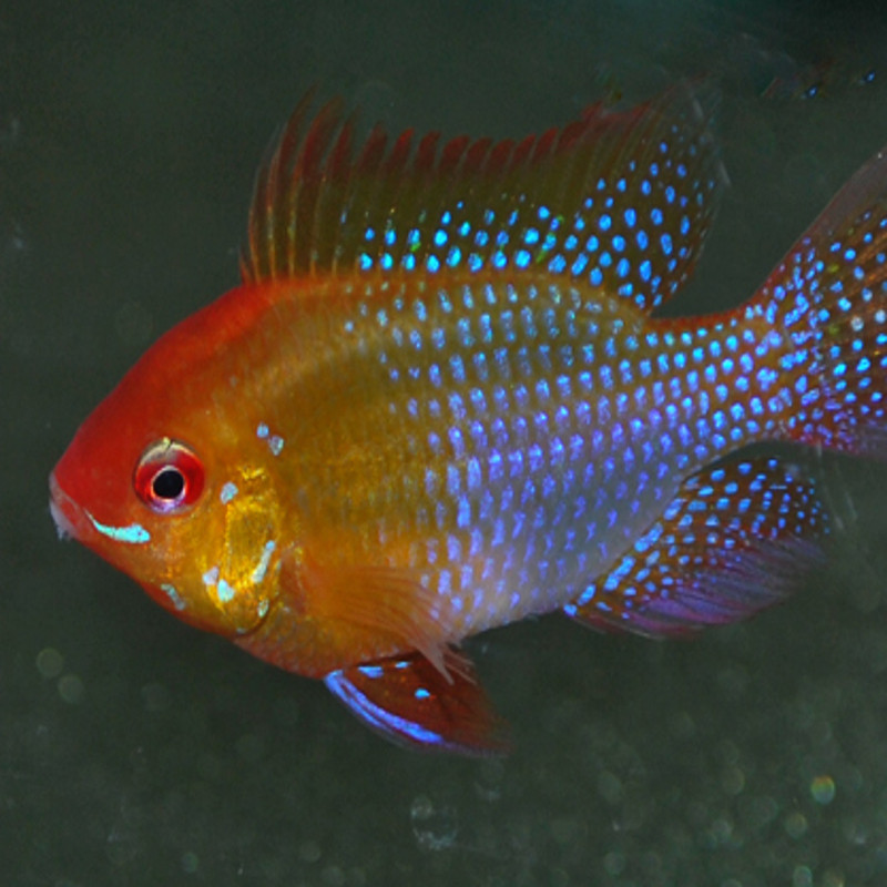 Apistogramma - Mikrogeophagus Ramirezi Goud