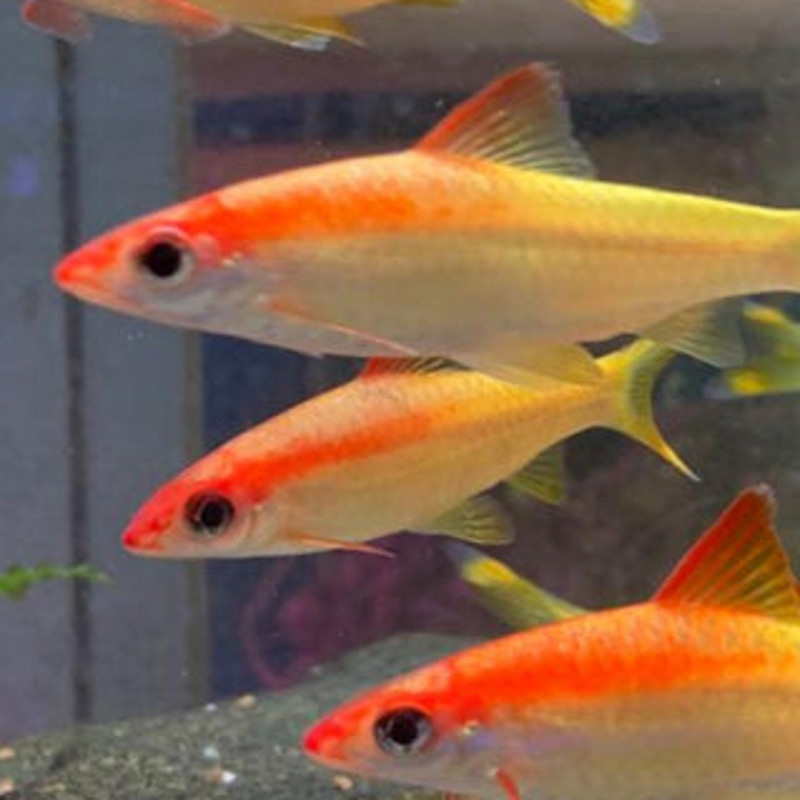 Sahyadria denisonii (puntius denisonii) ALBINOS-Torpedo barbeel golden