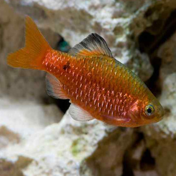 Pethia Conchonius koppel 4-5cm