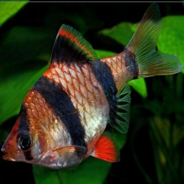 Puntigrus Tetrazona - Sumatra Barbeel 3-4 cm