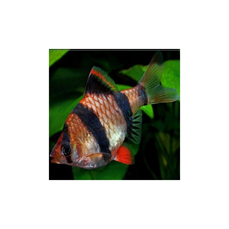 Puntigrus Tetrazona - Sumatra Barbeel 3-4 cm
