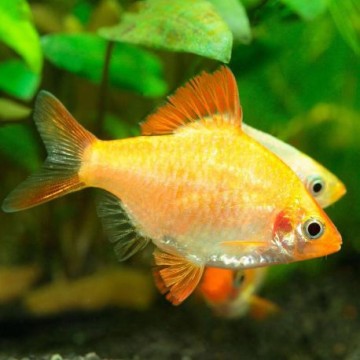 Puntigrus Tetrazona - Sumatra Barbus  albino