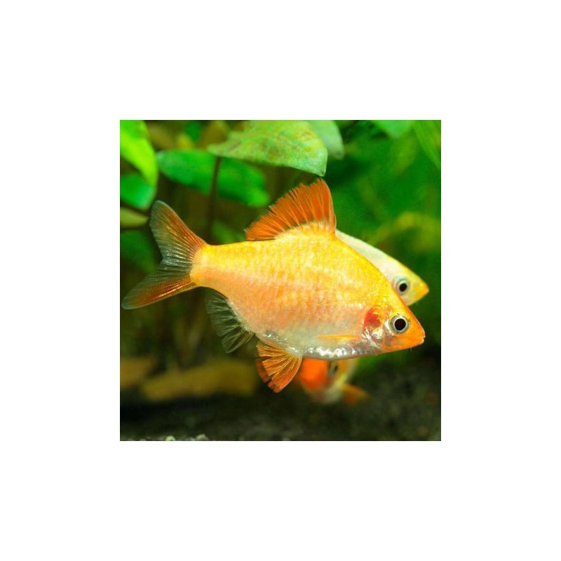 Puntigrus Tetrazona - Sumatra Barbus  albino