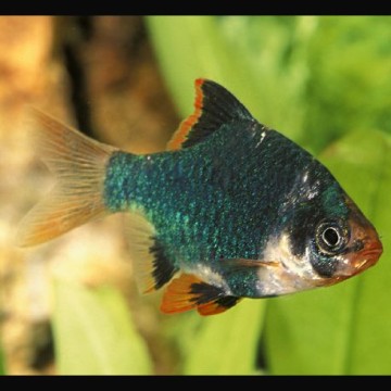 Puntigrus Tetrazona - Sumatra Barbus groen 3-4 cm