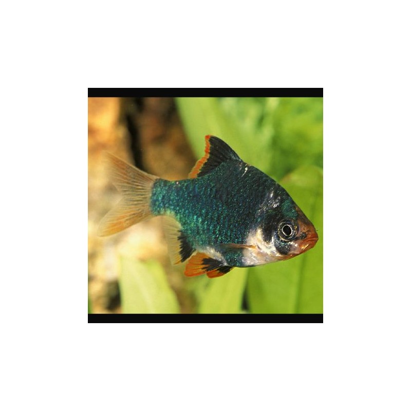 Puntigrus Tetrazona - Barbus de Sumatra verts 3-4 cm
