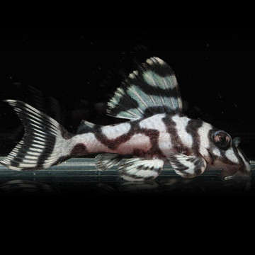 L236 hypancistrus sp special white ZELDZAAM