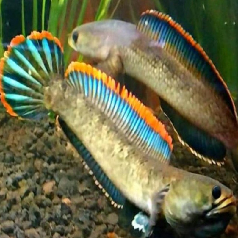Channa limbata