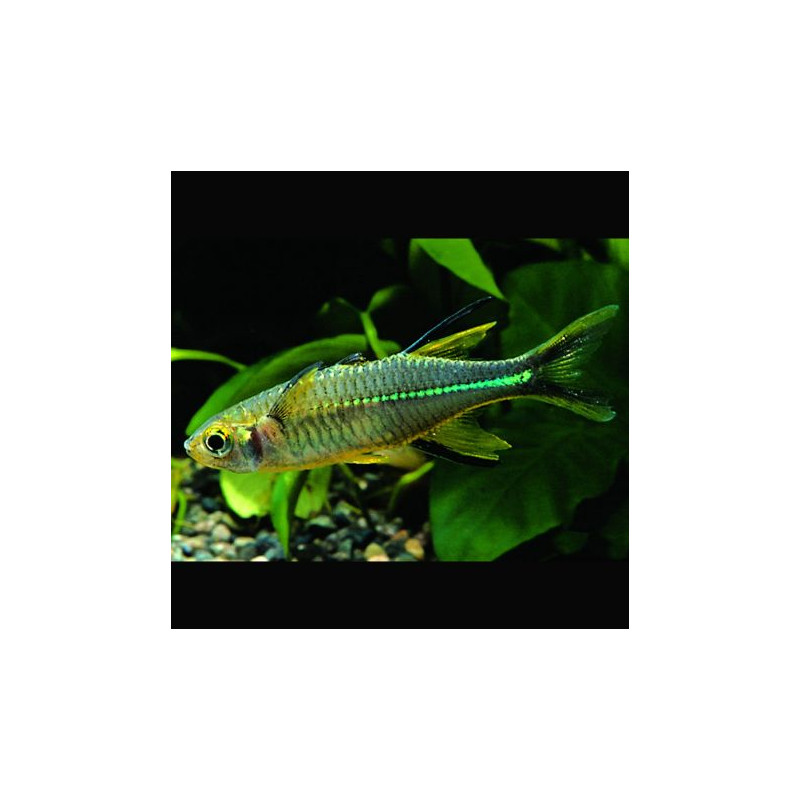 Marosatherina ladigesi - Telmatherina ladigesi 2-3 cm Marosatherina ladigesi - Telmatherina ladigesi 2-3 cm
