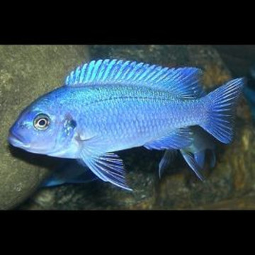 Metriaclima estherae minos reef (Mannelijk blauw/vrouwtje rood)