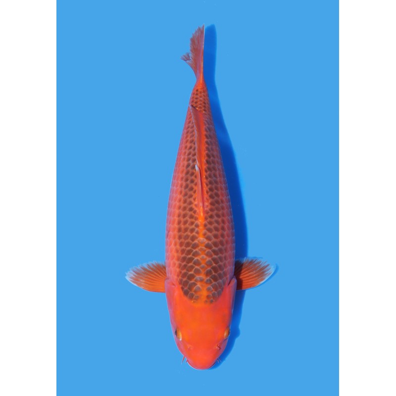 Koï Japon Aka Matsuba Nisai éleveur Ooya taille 45-50 cm Koï Japon Aka Matsuba Nisai éleveur Ooya taille 45-50 cm